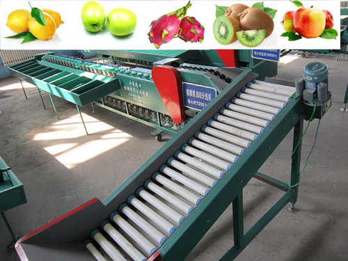 核桃選果機(jī)小型農(nóng)場(chǎng)推薦分選核桃大小