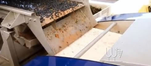 機器人篩選機-葡萄酒行業未來之星