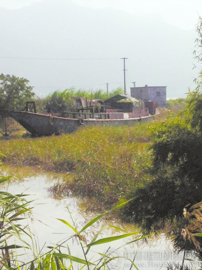 白天，吸砂船藏在村里水草茂密的小港汊中，不易被人發覺。
