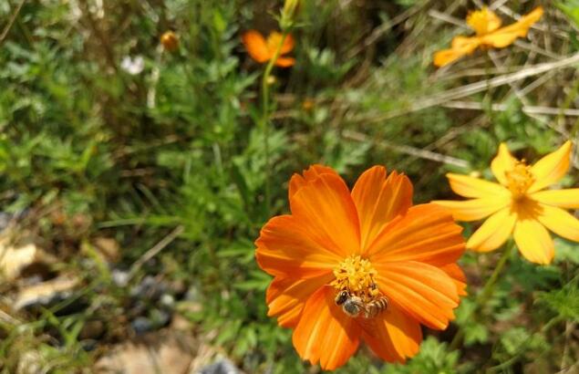 韶關大寶山：重金屬礦山污染的華麗&ldquo;蛻變&rdquo;