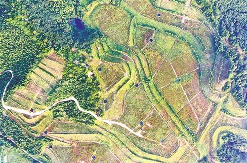 經過綜合治理后，江西大余縣南安鎮新華村滴水龍廢棄稀土礦山已復綠，呈現出勃勃生機。