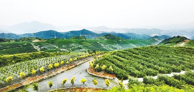 承德京城礦業集團有限公司綠化后的排土場