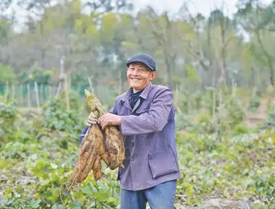 橫峰縣姚家鄉村民在收葛