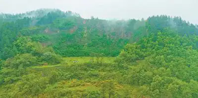 橫峰縣岑陽鎮烏天灣采石場礦山通過種葛修復礦山，使其綠意盎然